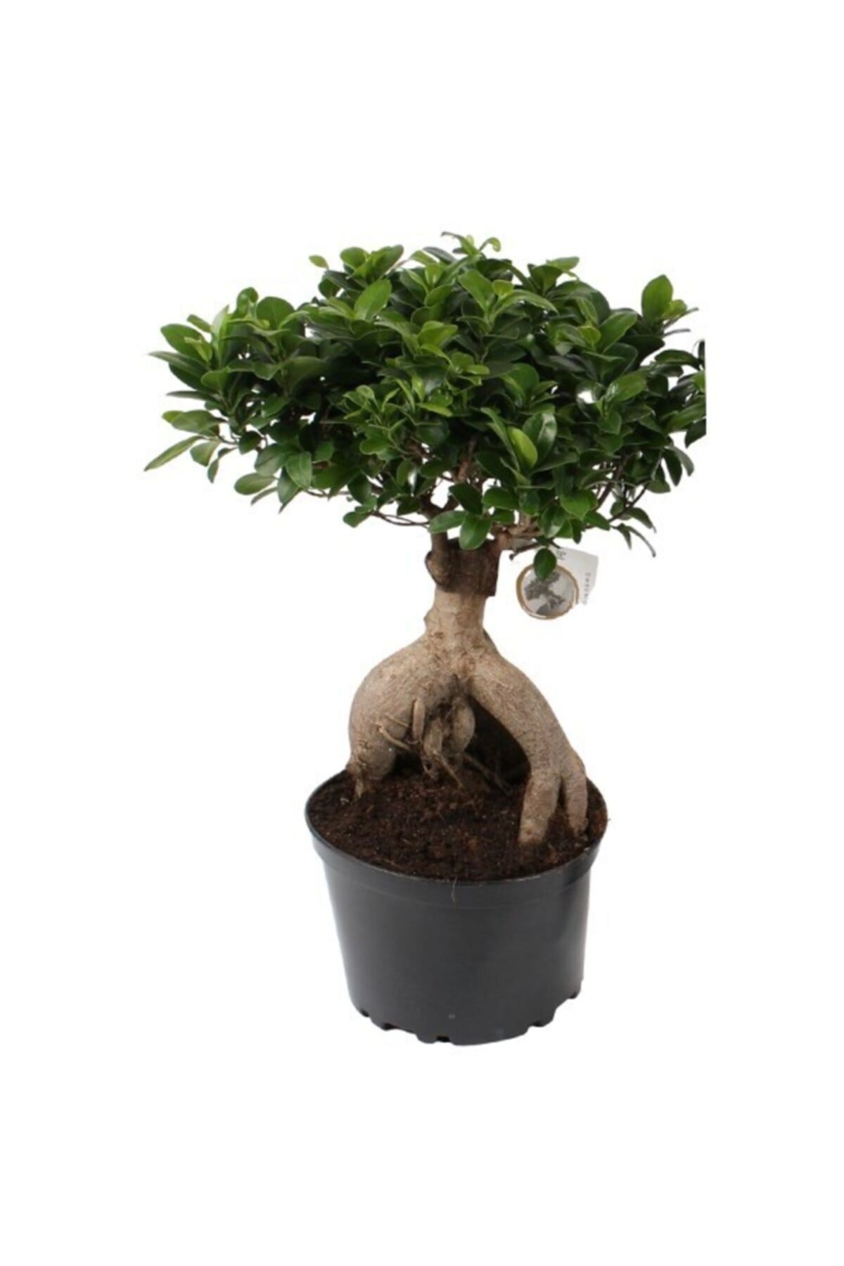 Bonsai Ficus Ginseng 20cm