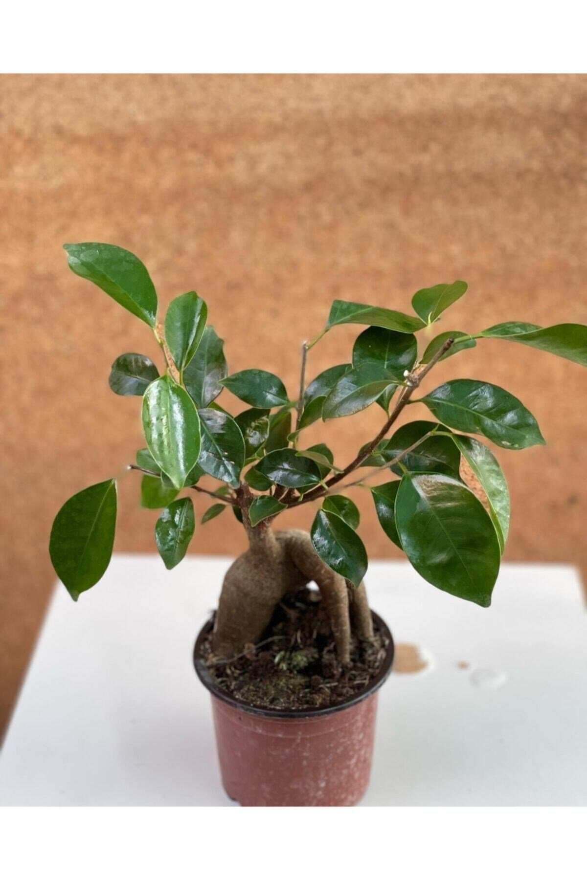 Bonsai Ficus Ginseng