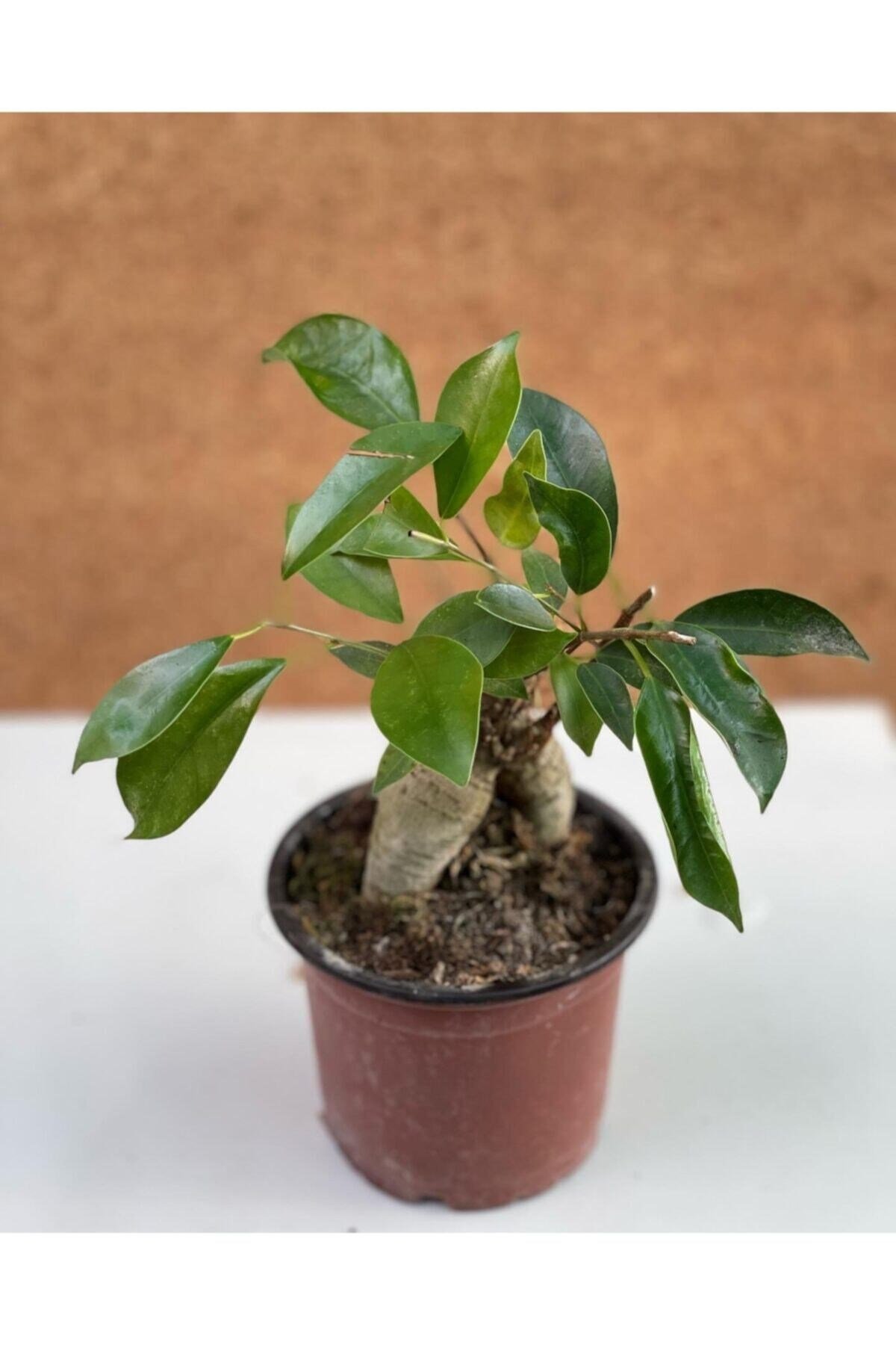 Bonsai Ficus Ginseng