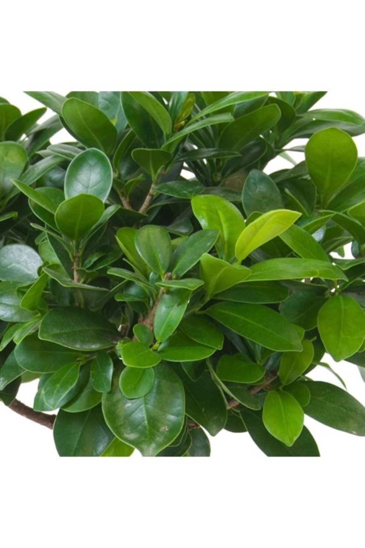 Bonsai Ficus 'ginseng' M
