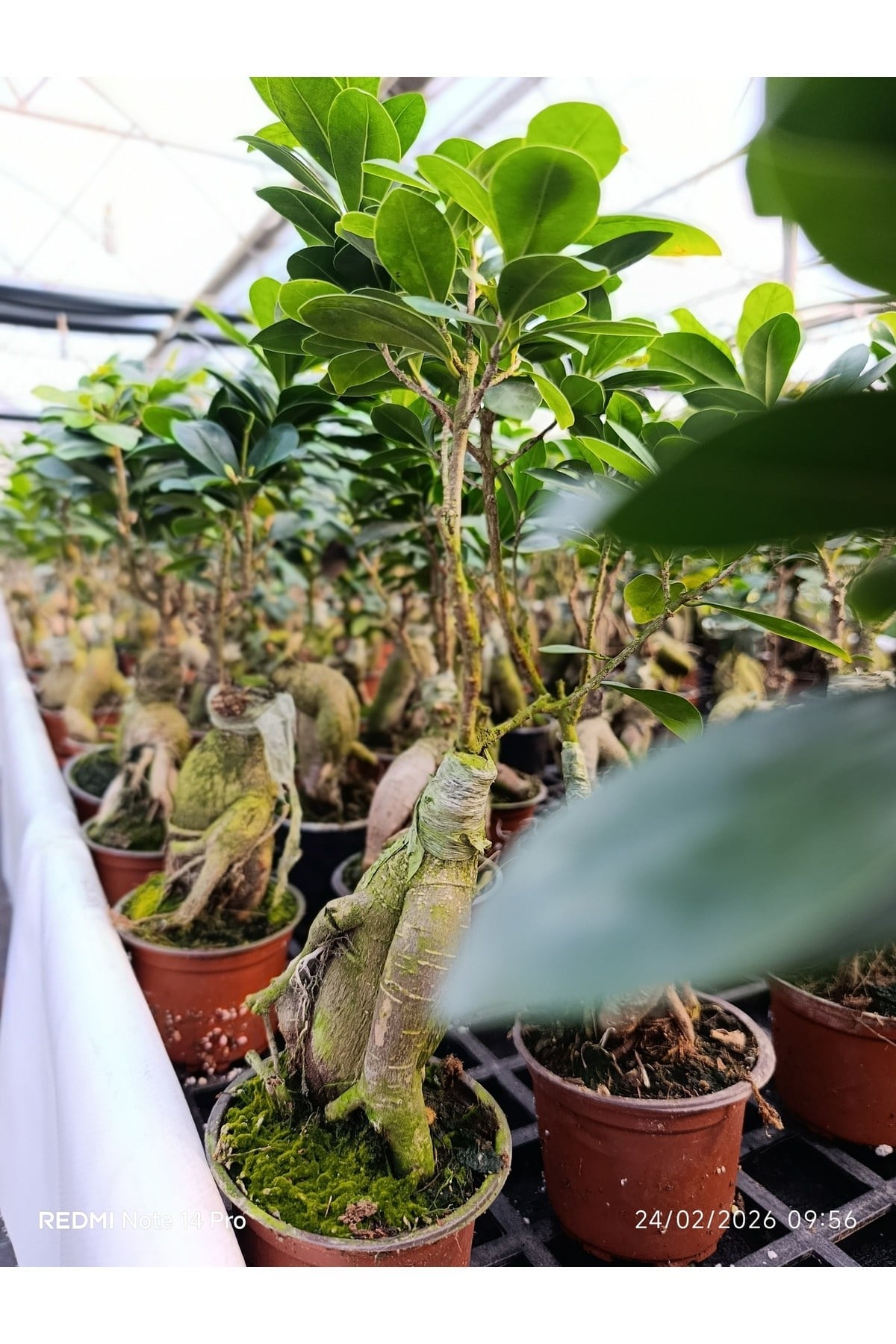 Bonsai Ficus Ginseng Mini Ağaç – Dekoratif Doğal Canlı Bitki Ofis ve Ev Saksı Çiçeği