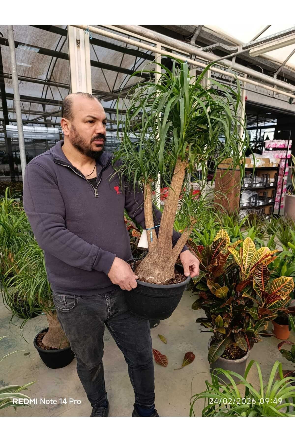 Bonsai Görünümlü Fil Ayağı (Beaucarnea) Canlı İç Mekan Bitkisi – Dekoratif Salon Bitkisi