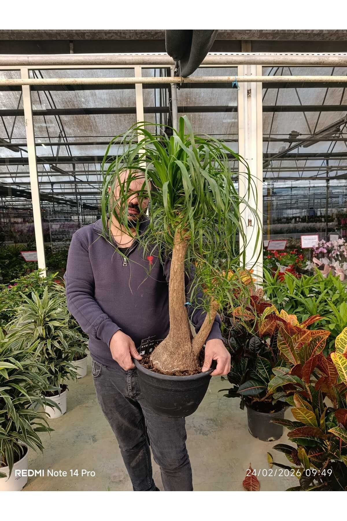 Bonsai Görünümlü Fil Ayağı (Beaucarnea) Canlı İç Mekan Bitkisi – Dekoratif Salon Bitkisi