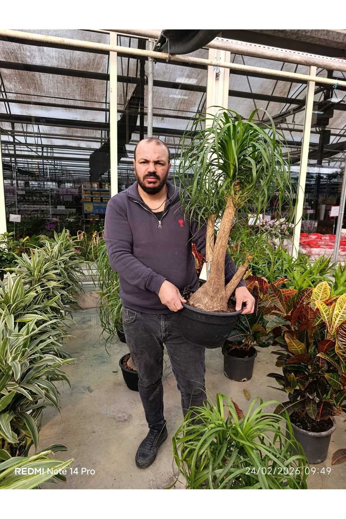 Bonsai Görünümlü Fil Ayağı (Beaucarnea) Canlı İç Mekan Bitkisi – Dekoratif Salon Bitkisi