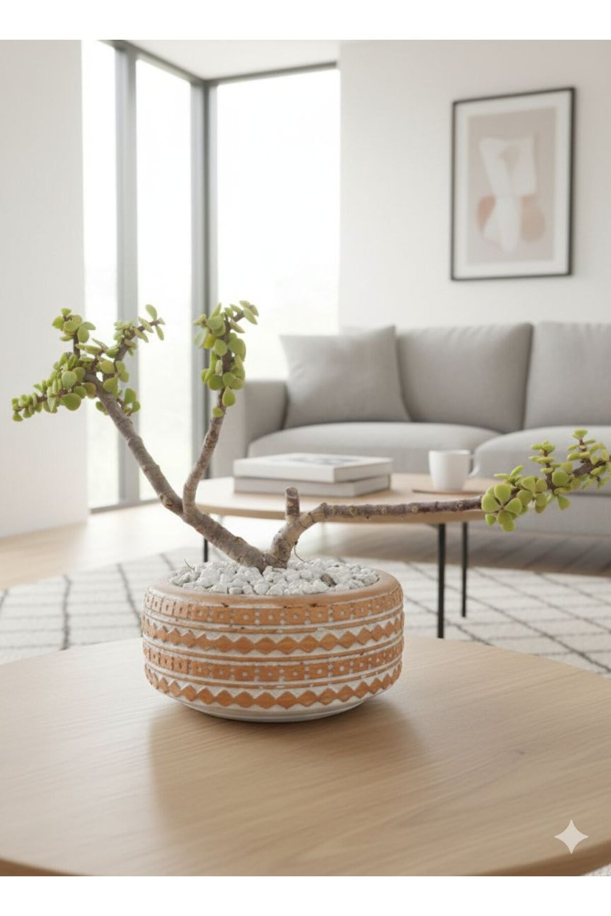 Bonsai Para Ağacı Budanmış veÖzel Saksı da