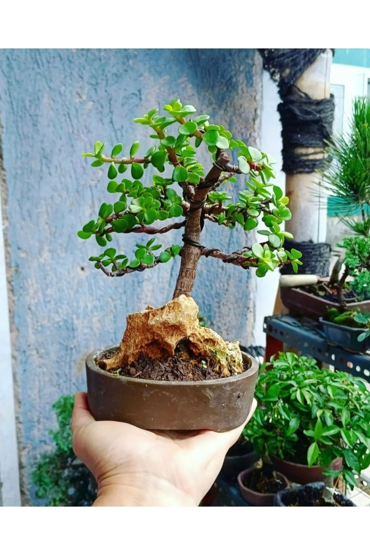 Bonsai Para Ağacı Dekoratif Saksıda