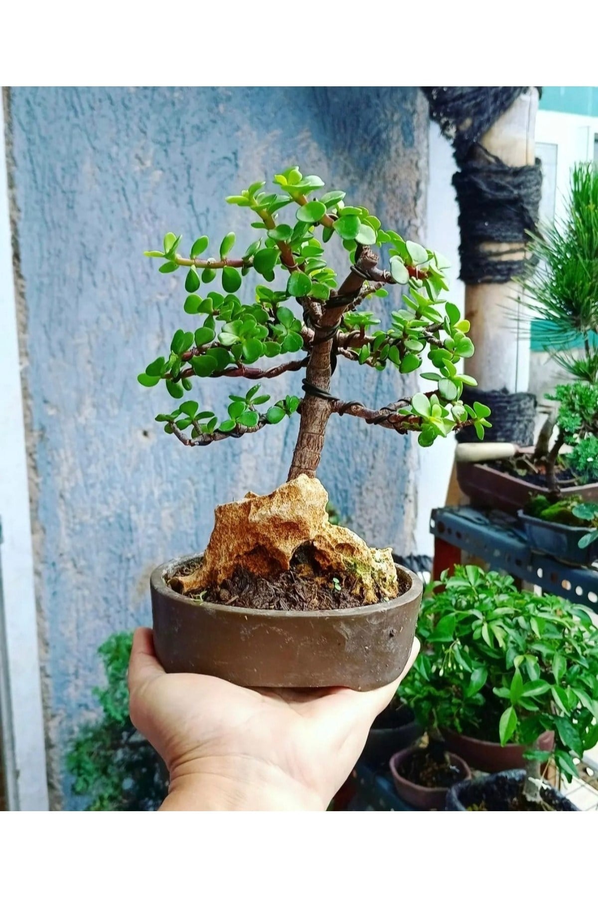 Bonsai Para Ağacı Dekoratif Saksıda