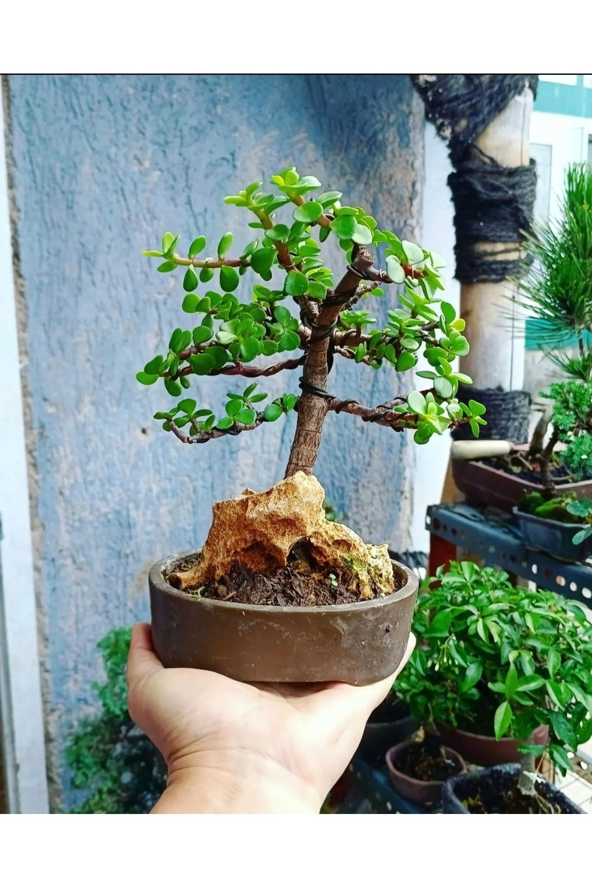 Bonsai Para Ağacı Dekoratif Saksıda