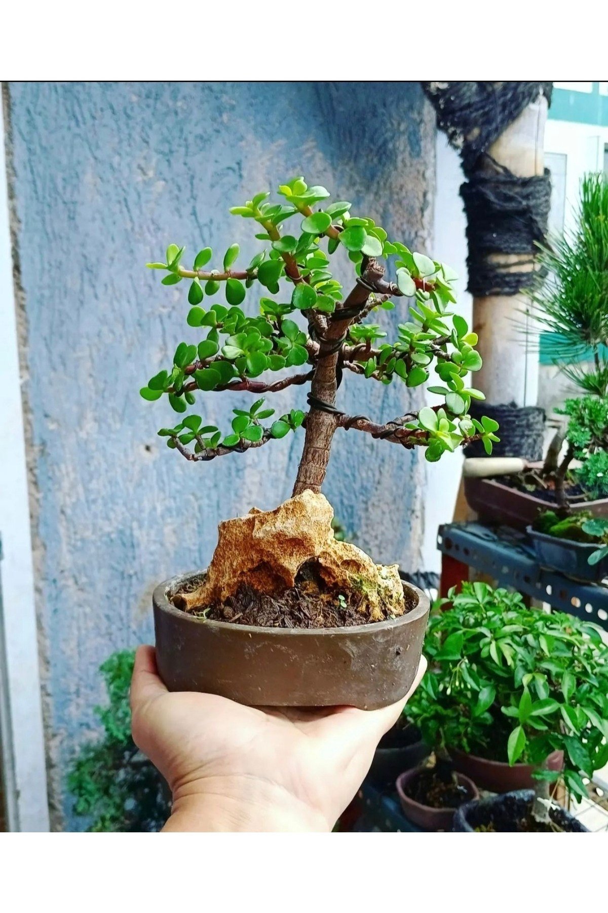 Bonsai Para Ağacı Dekoratif Saksıda