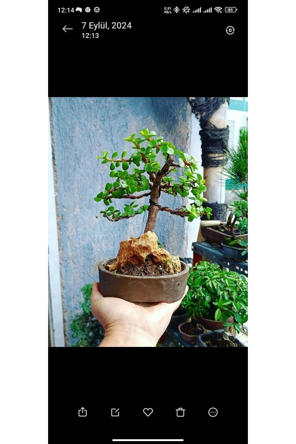 Bonsai Para Ağacı Dekoratif Saksıda