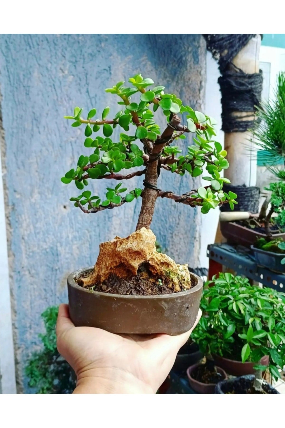 Bonsai Para Ağacı Dekoratif Saksıda