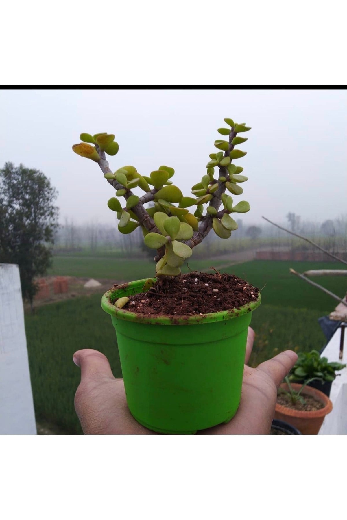 Bonsai Para Ağacı Fidanı 8.5 Saksıda 15-20 cm