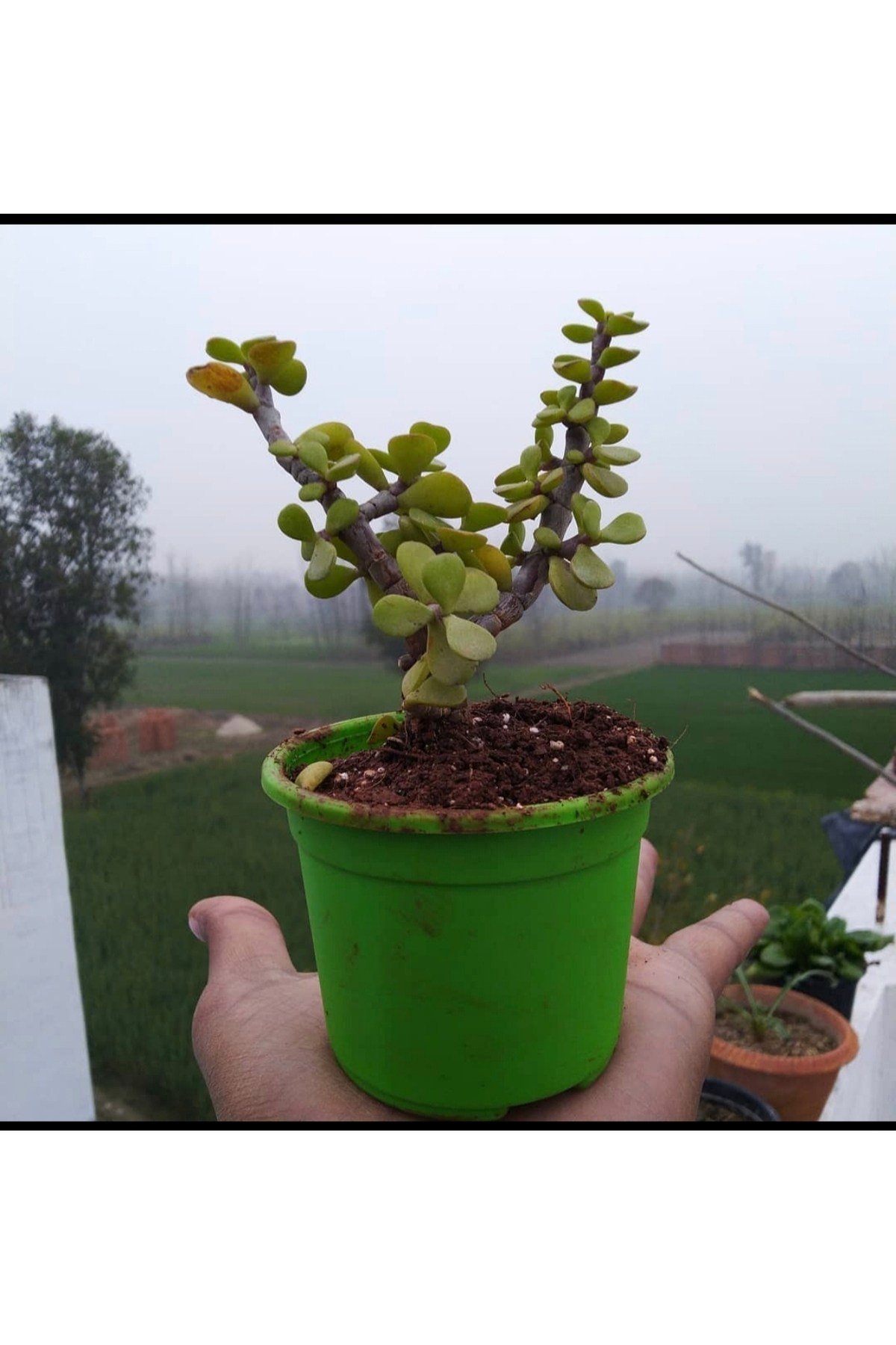 Bonsai Para Ağacı Fidanı 8.5 Saksıda 15-20 cm