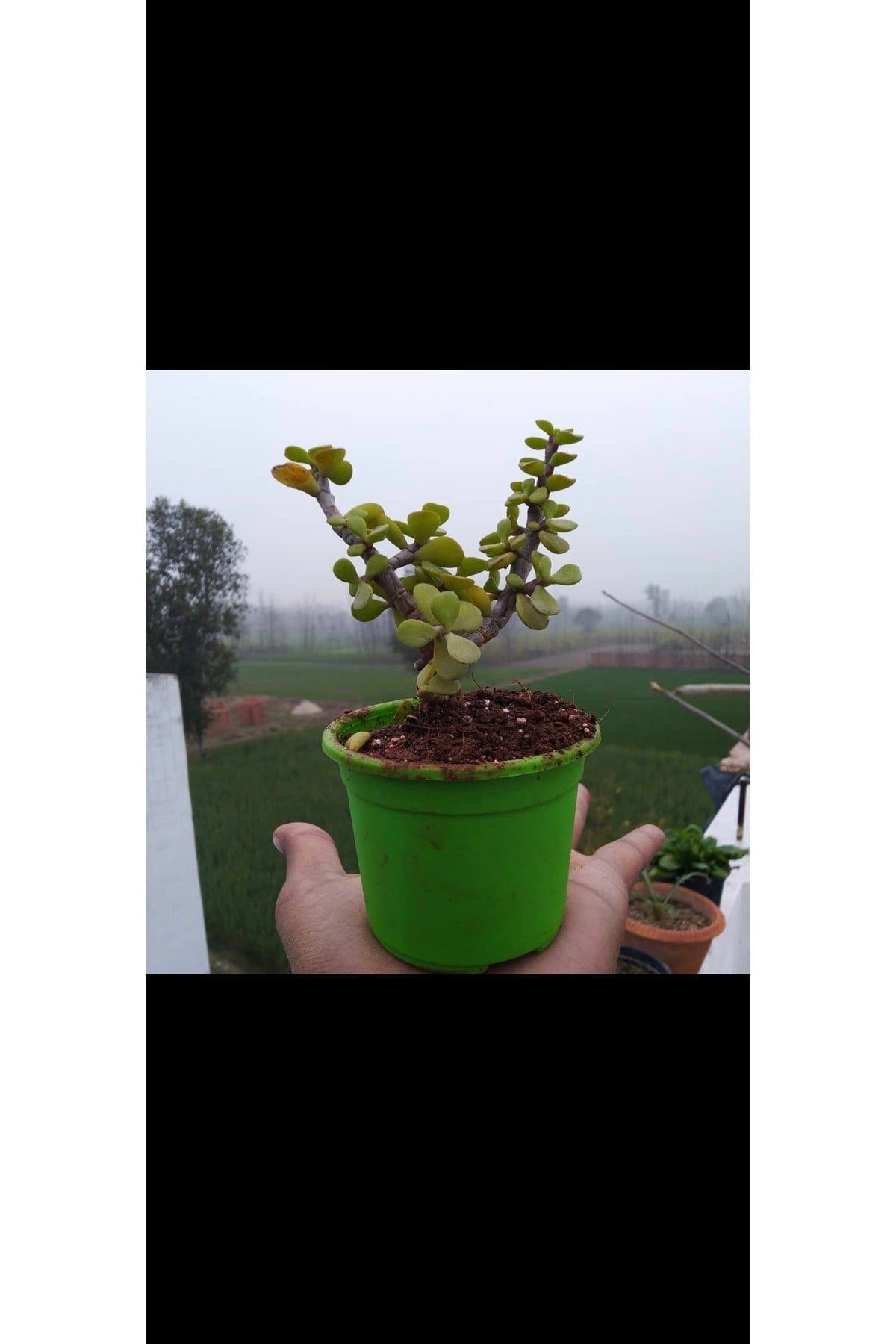 Bonsai Para Ağacı Fidanı 8.5 Saksıda 15-20 cm