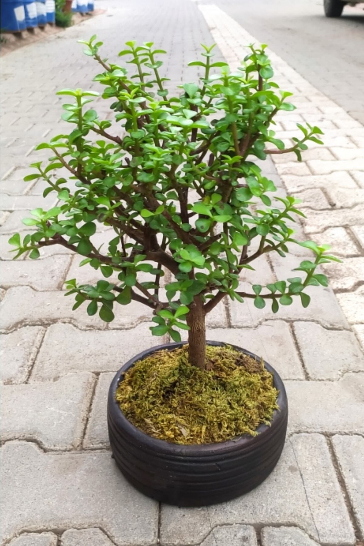 Bonsai Para Ağacı - Para Çiçeği - Bereket Ağacı