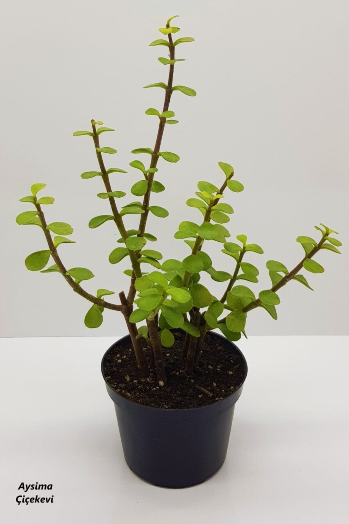 Bonsai Yeşim Ağacı Portulacaria Afra Sukulent 10cm Saksıda Uzunluk 30-35 Cm Arasıdır