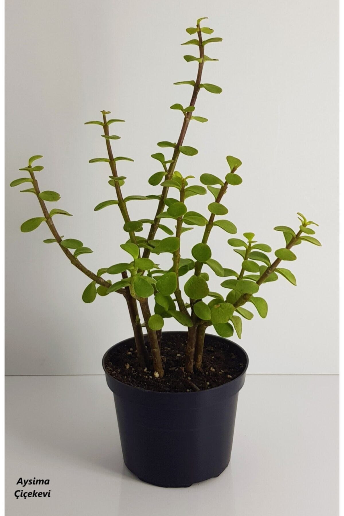 Bonsai Yeşim Ağacı Portulacaria Afra Sukulent 10cm Saksıda Uzunluk 30-35 Cm Arasıdır