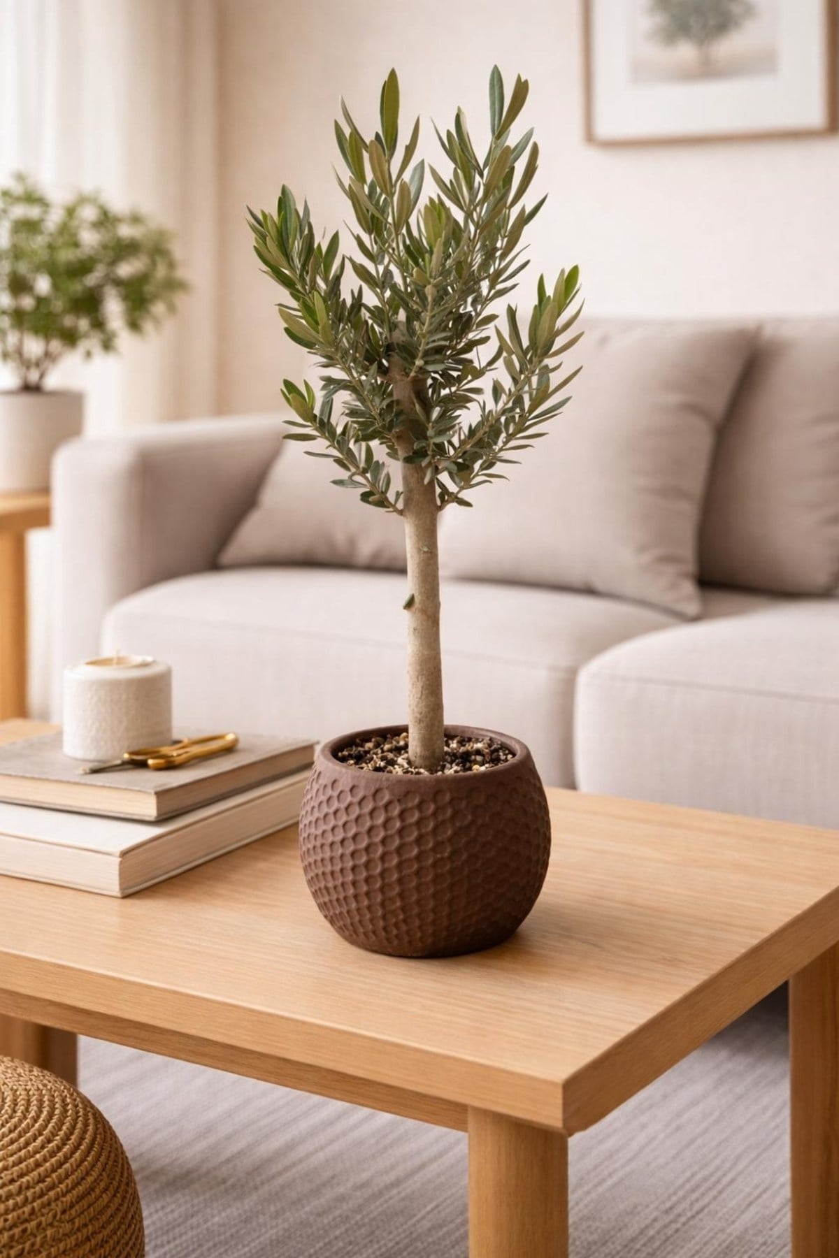 Bonsai Zeytin Ağacı Alçı Saksıda – Dekoratif Canlı Zeytin Fidanı