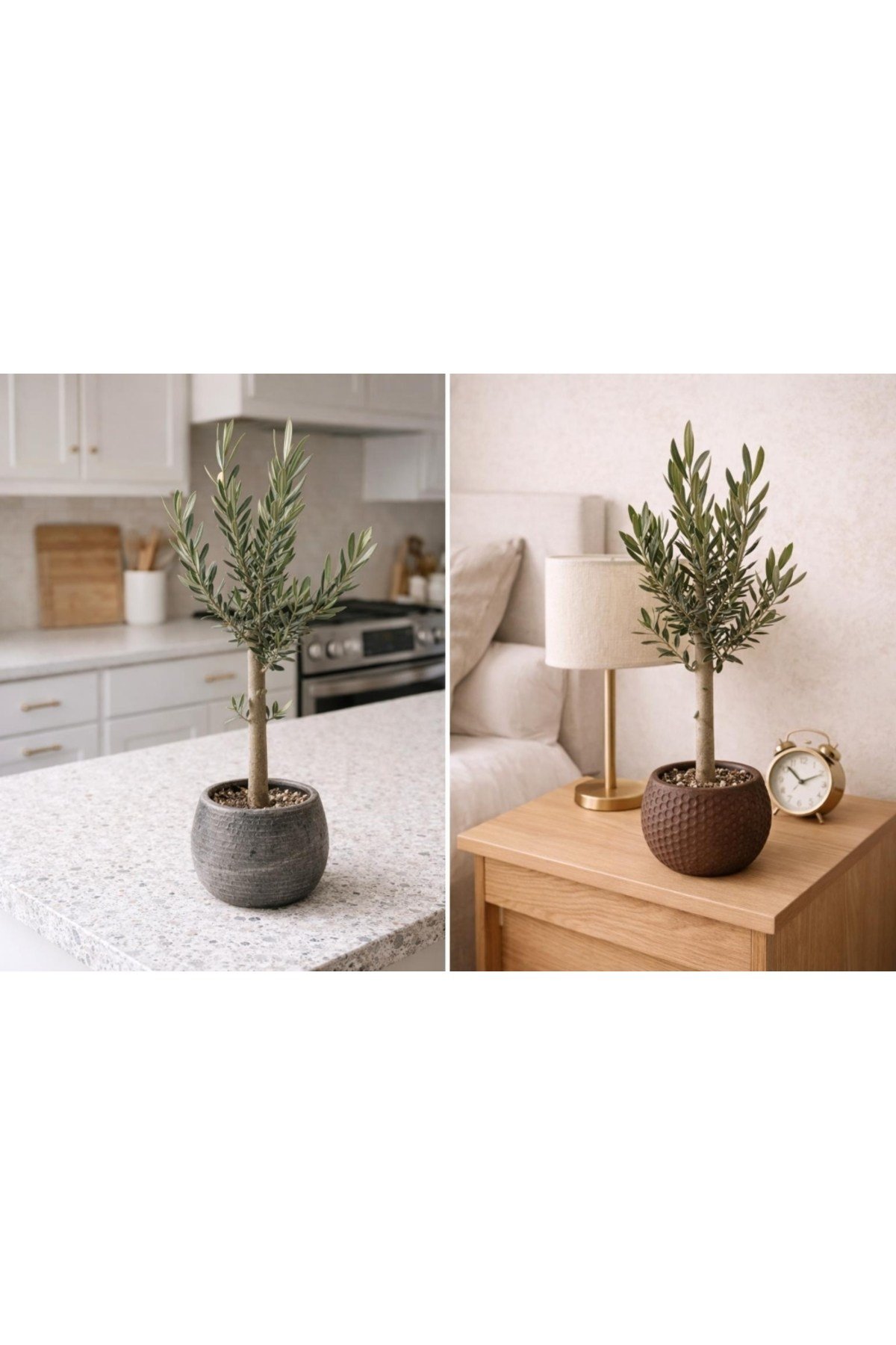 Bonsai Zeytin Ağacı Alçı Saksıda – Dekoratif Canlı Zeytin Fidanı