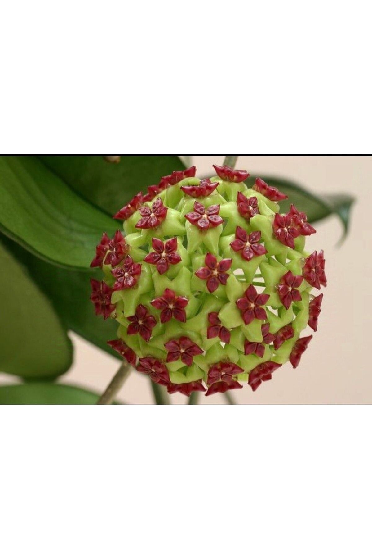 Bordo Yeşil Renkli Mum Çiçeği Fidanı 10-20 cm