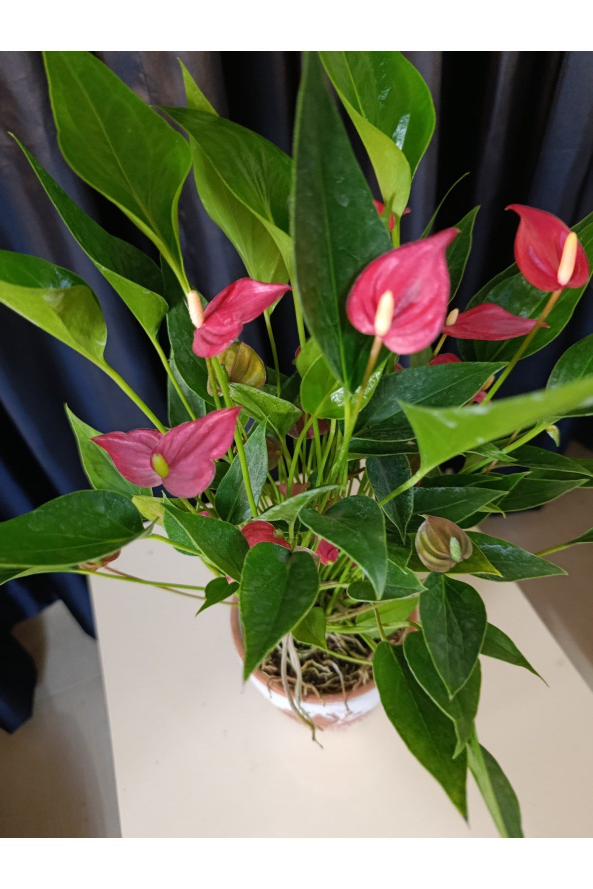 Bronz Detaylı Orkide Saksısında Flamingo Çiçeği