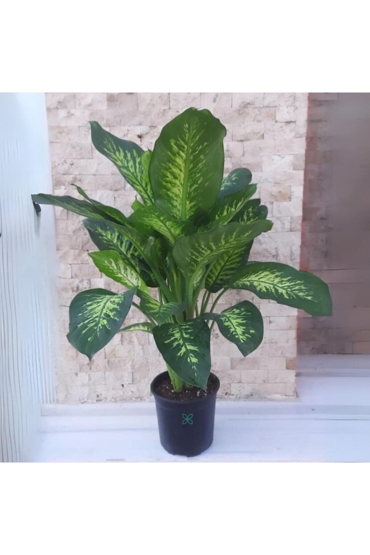 Büyük Boy (120-150 cm) Gösterişli Difenbahya Tropik Snow Salon Bitkisi