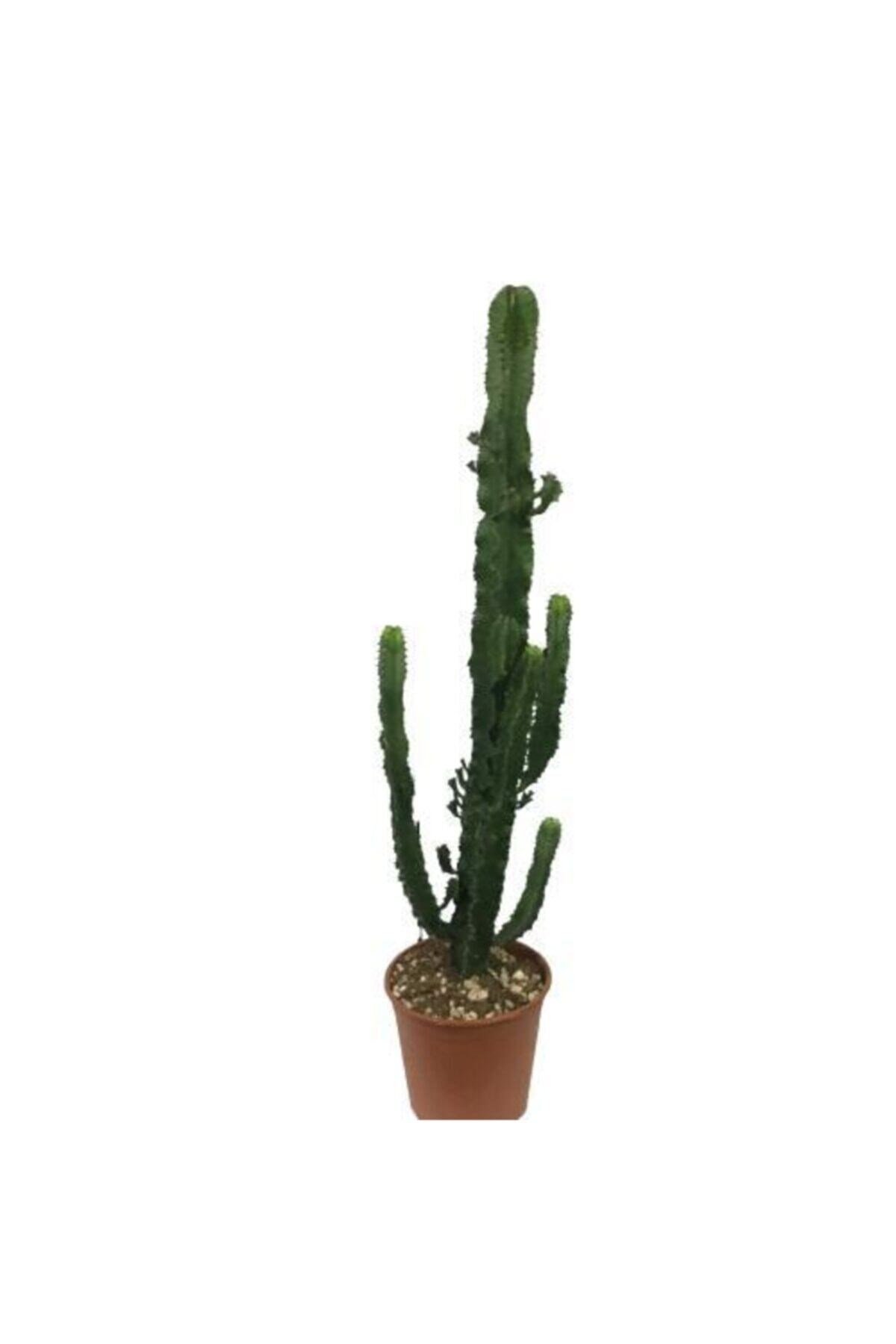 Büyük Boy Kovboy Kaktüs - Euphorbia Ingens (100 Cm)