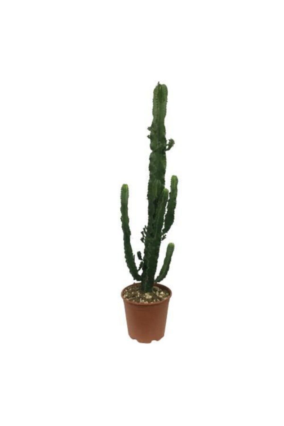 Büyük Boy Kovboy Kaktüs - Euphorbia Ingens (100 Cm)