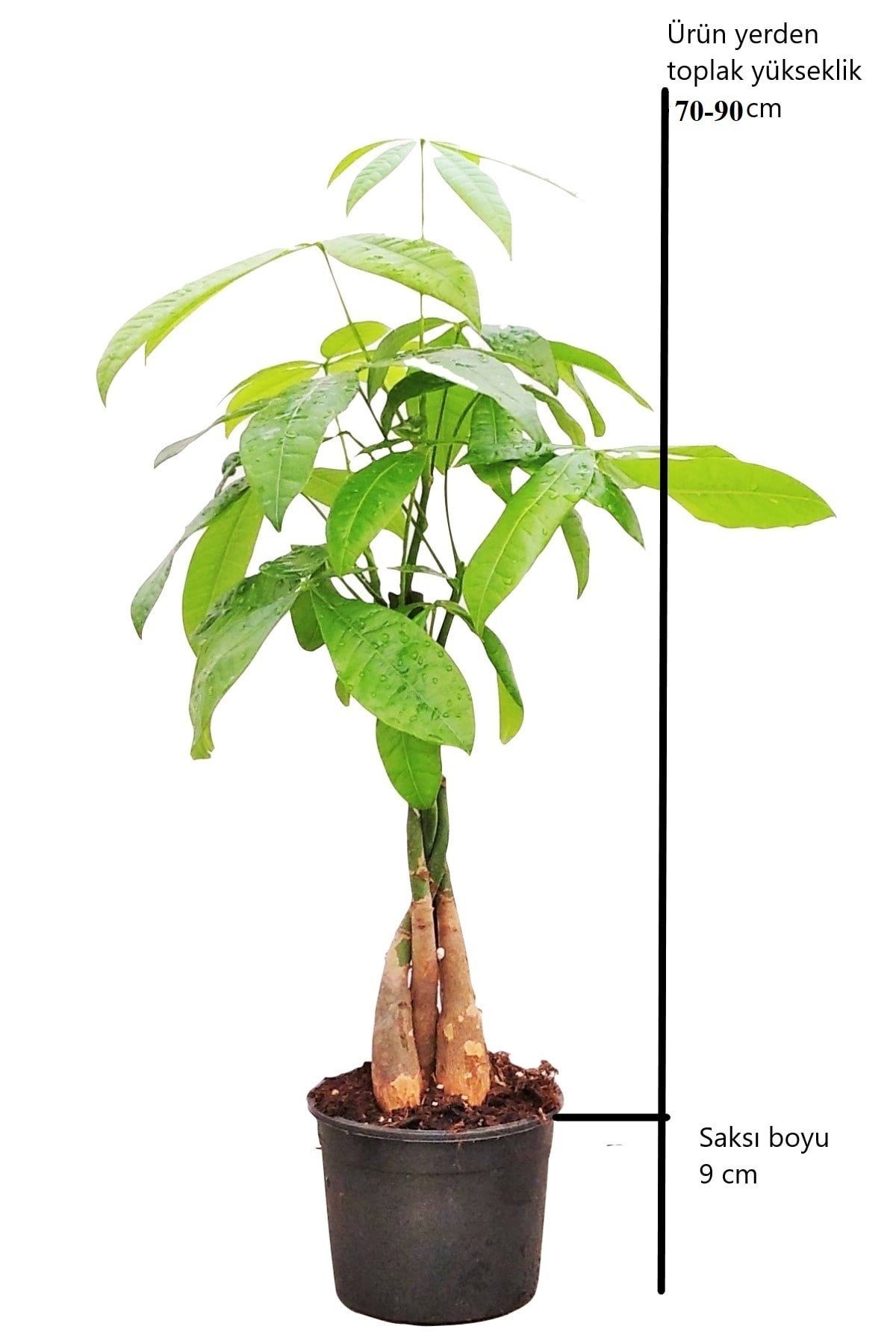 Büyük Boy Pachira Aquatica - Örgülü Para Ağacı - Ev Ofis Salon Bitkisi - Şans Ağacı - 65-90 Cm