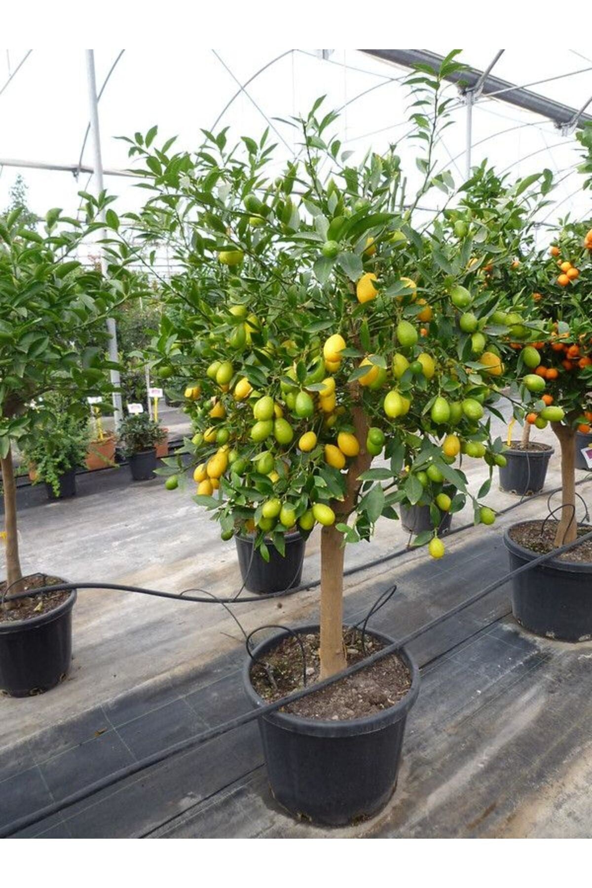 Büyük Boy Yetişkin Limon Ağacı