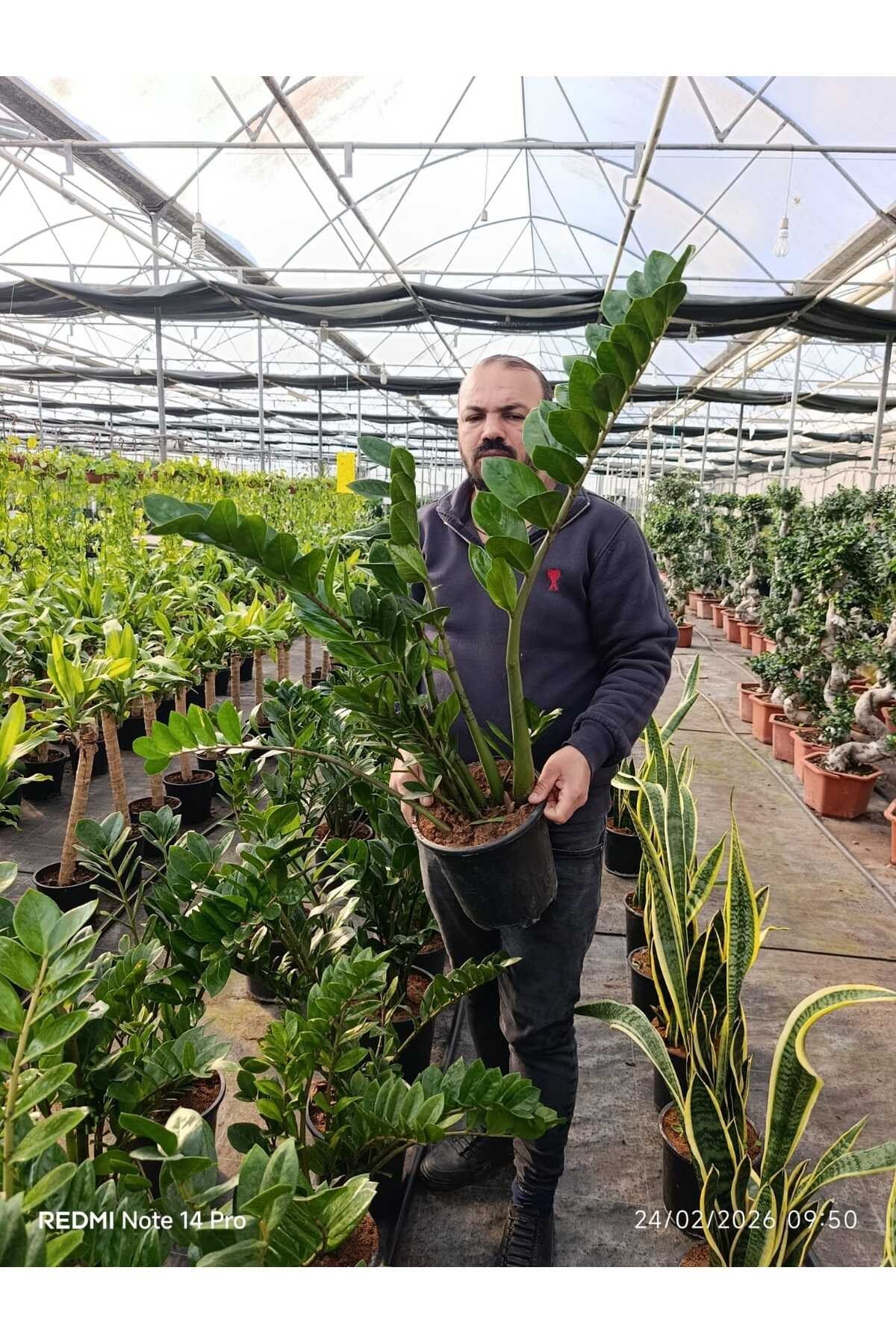 Büyük Boy Zamioculcas ZZ Bitkisi – Zamia Salon Çiçeği Canlı Dekoratif İç Mekan Bitkisi