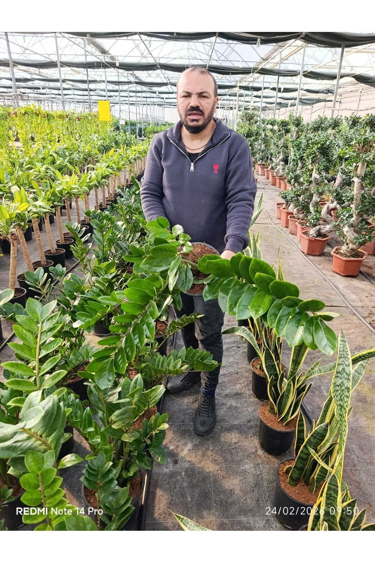 Büyük Boy Zamioculcas ZZ Bitkisi – Zamia Salon Çiçeği Canlı Dekoratif İç Mekan Bitkisi