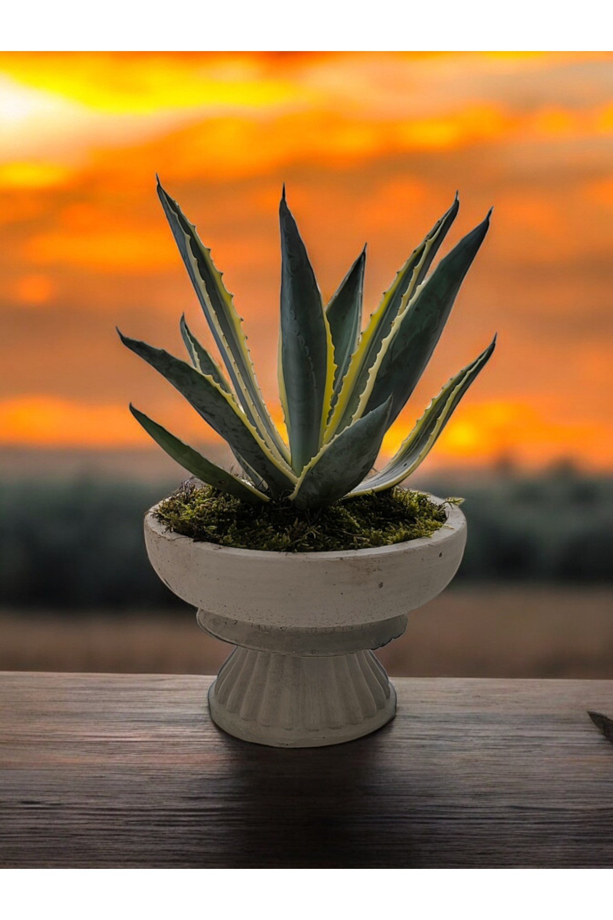 Büyük Vazoda Agave Salon ve Ofis Çiçeği