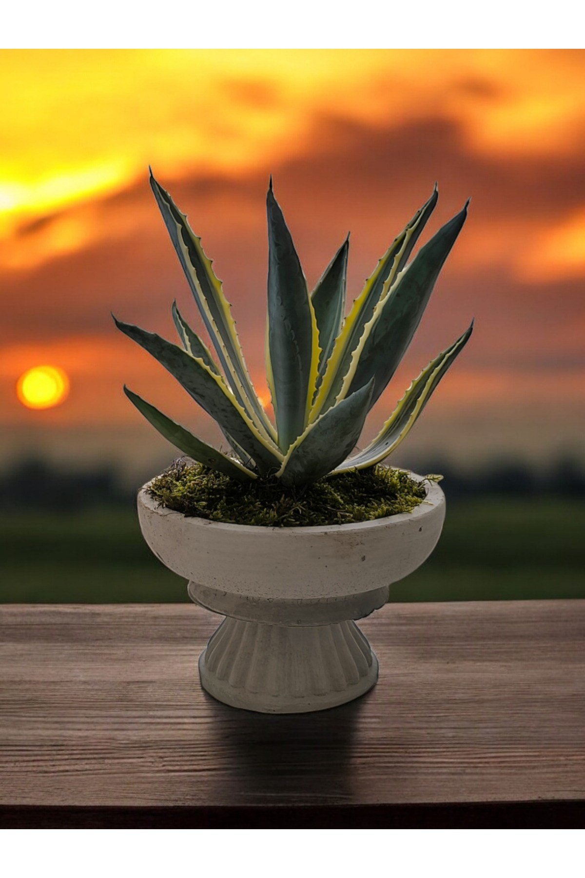 Büyük Vazoda Agave Salon ve Ofis Çiçeği