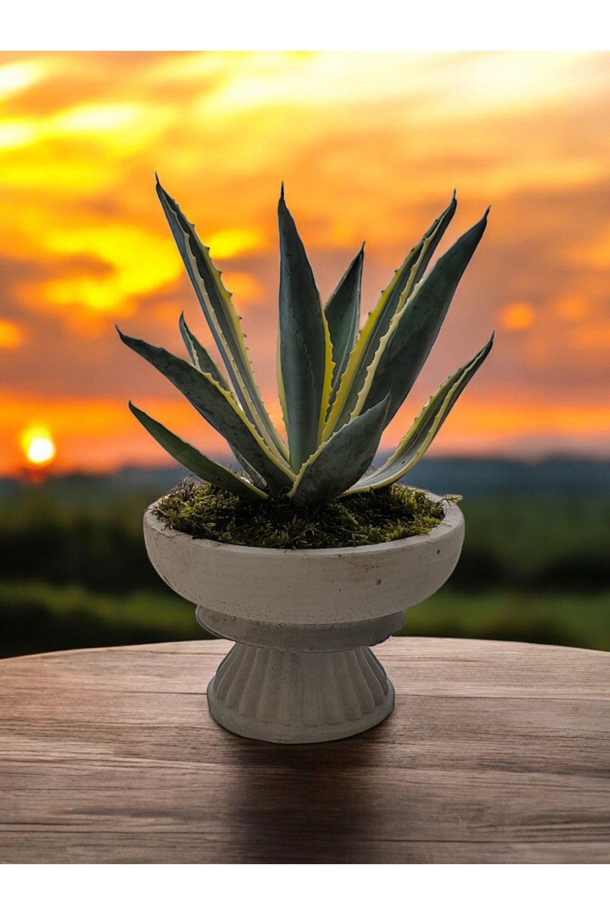 Büyük Vazoda Agave Salon ve Ofis Çiçeği