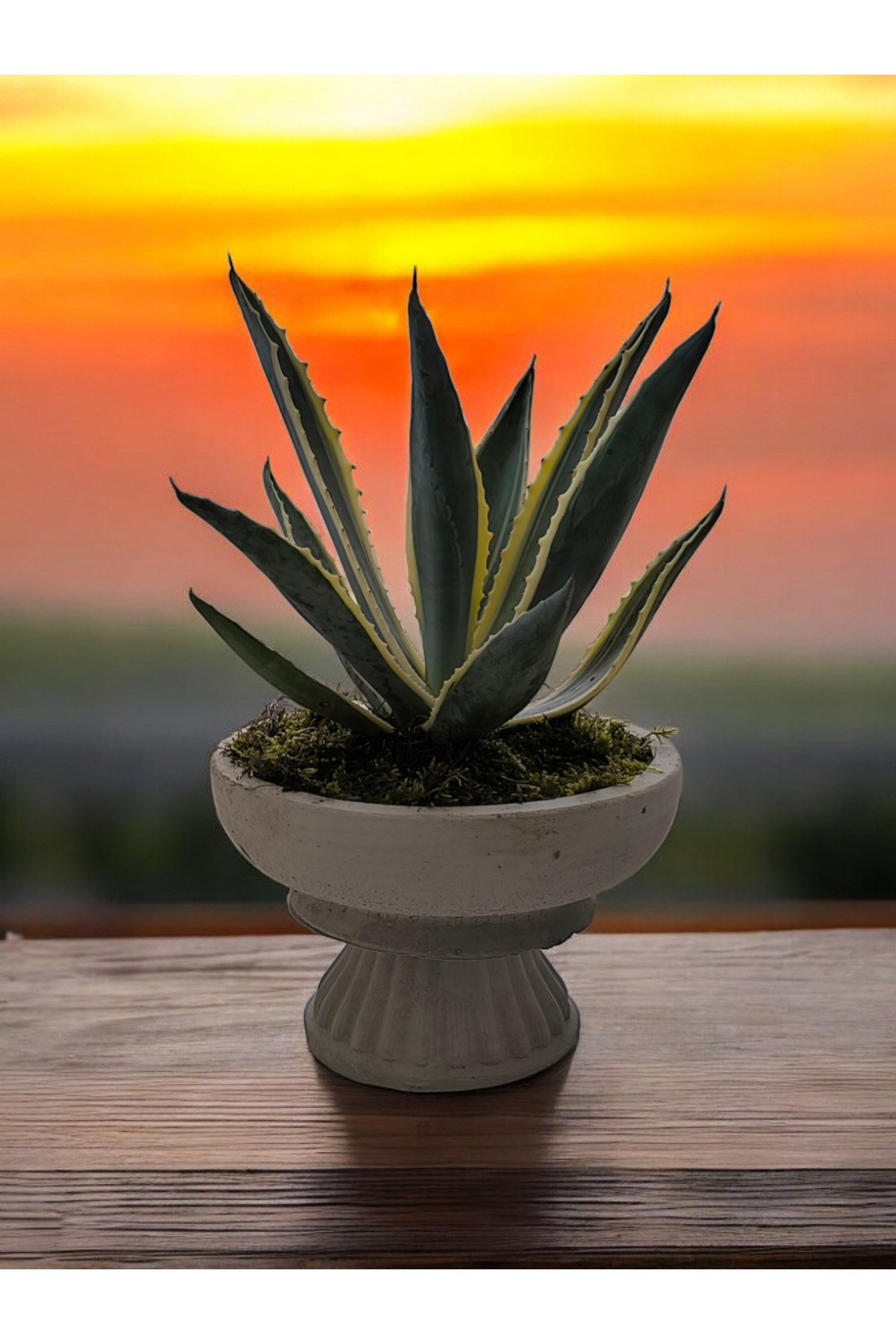Büyük Vazoda Agave Salon ve Ofis Çiçeği