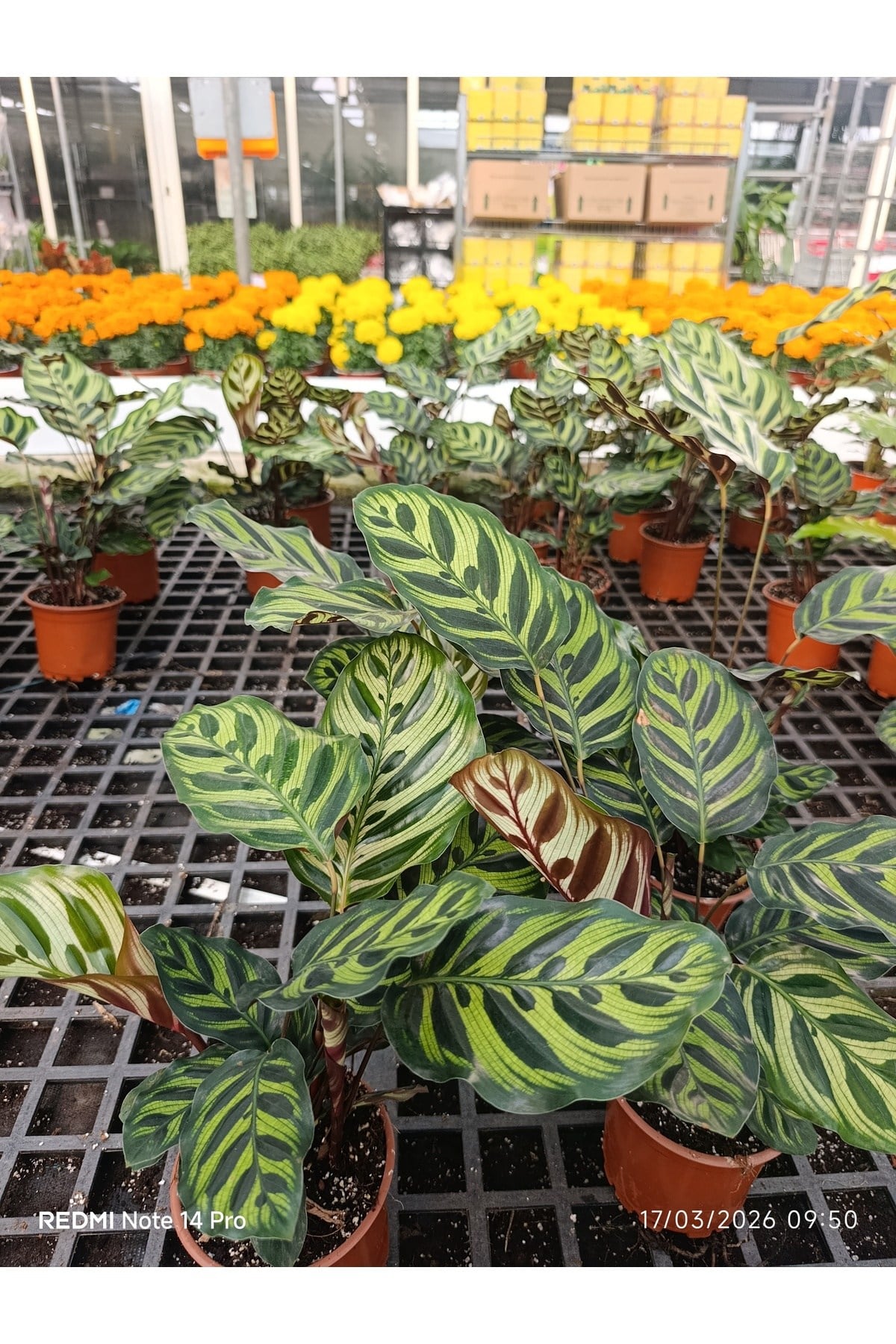 Calathea Makoyana Dua Çiçeği - Özel Formlu İthal Tropikal Bitki - Ev Ofis Hediyesi Canlı Çiçek