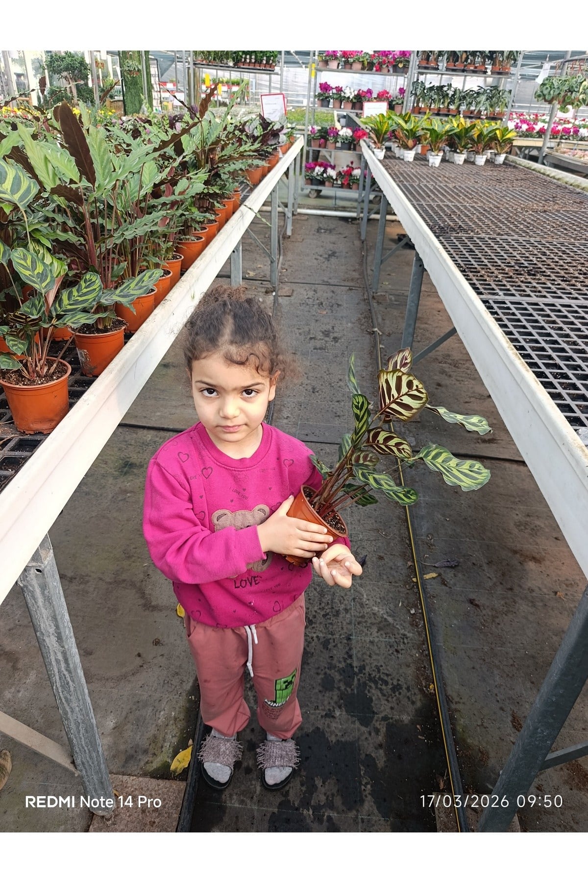 Calathea Makoyana Dua Çiçeği - Özel Formlu İthal Tropikal Bitki - Ev Ofis Hediyesi Canlı Çiçek
