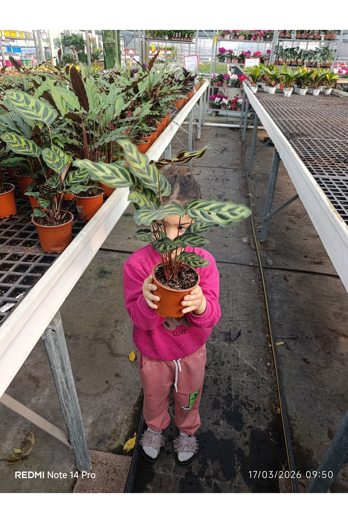 Calathea Makoyana Dua Çiçeği - Özel Formlu İthal Tropikal Bitki - Ev Ofis Hediyesi Canlı Çiçek