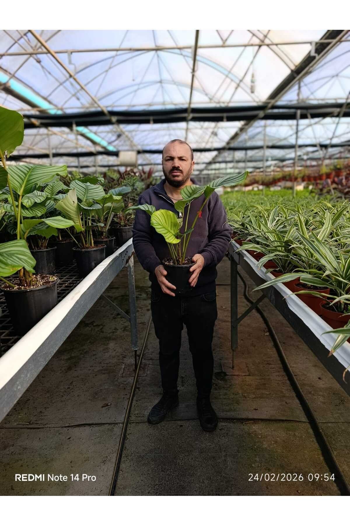 Calathea Orbifolia Dua Çiçeği – Büyük Yapraklı Dekoratif Canlı Salon Bitkisi Ev Ofis Bitkisi