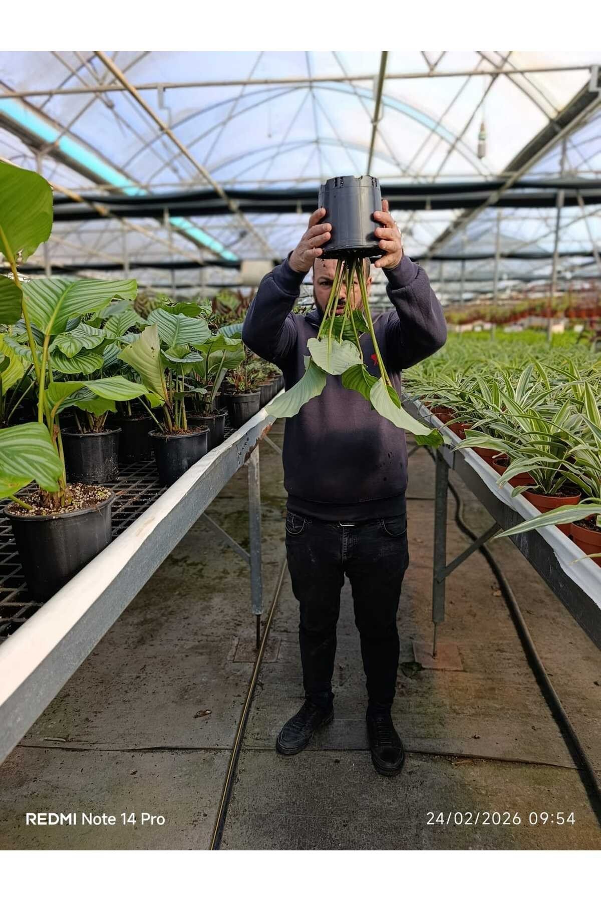 Calathea Orbifolia Dua Çiçeği – Büyük Yapraklı Dekoratif Canlı Salon Bitkisi Ev Ofis Bitkisi