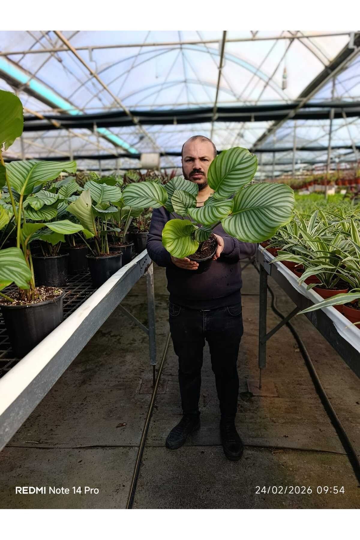 Calathea Orbifolia Dua Çiçeği – Büyük Yapraklı Dekoratif Canlı Salon Bitkisi Ev Ofis Bitkisi