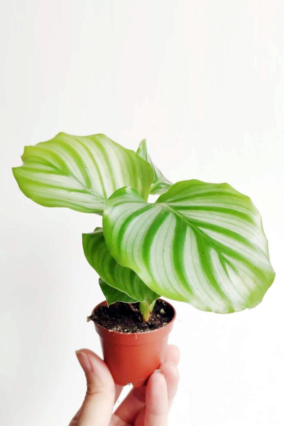 Calathea Orbifolia - Dua Çiçeği Kalatya Mini - Ev Ofis Salon Iç Mekan Bitkisi