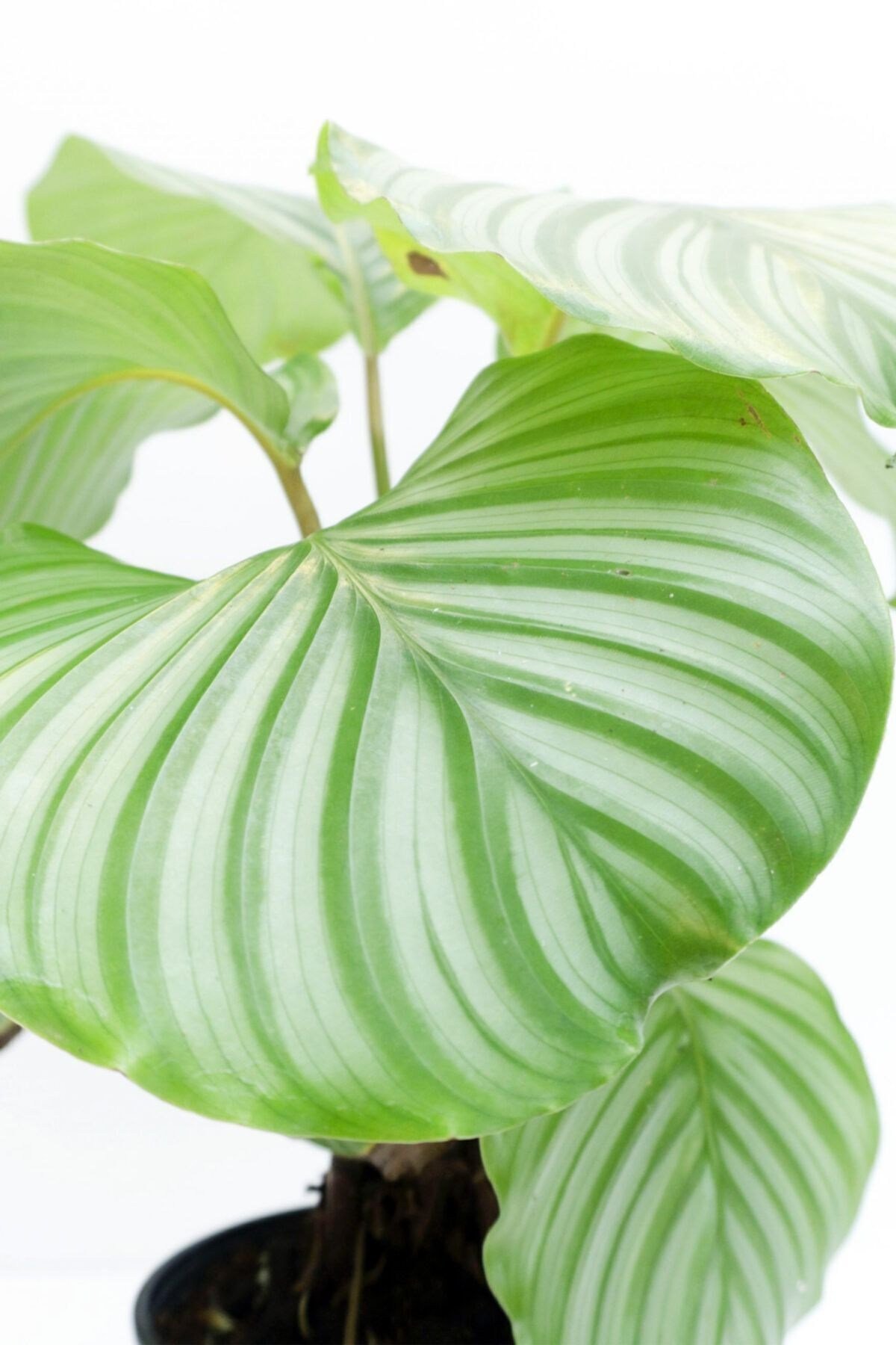 Calathea Orbifolia - Dua Çiçeği Kalatya Mini - Ev Ofis Salon Iç Mekan Bitkisi