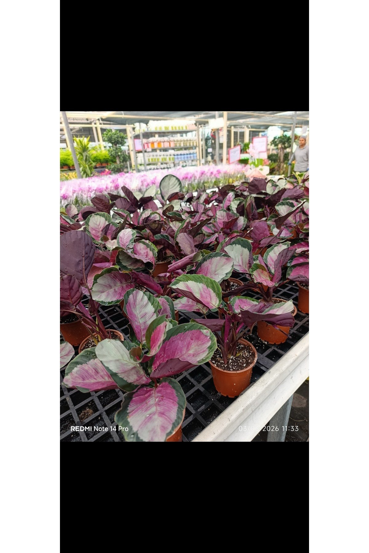 Calathea Roseopicta Dua Çiçeği - Özel İthal Canlı Bitki - Pembe Yapraklı Salon Çiçeği 12cm Saksıda