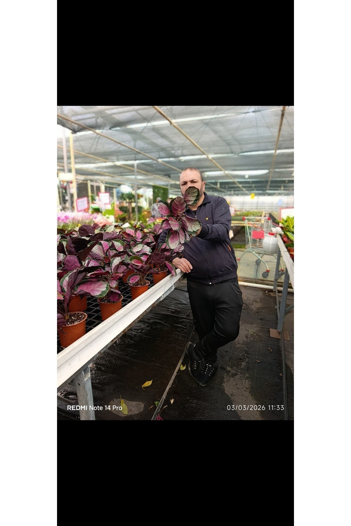 Calathea Roseopicta Dua Çiçeği - Özel İthal Canlı Bitki - Pembe Yapraklı Salon Çiçeği 12cm Saksıda