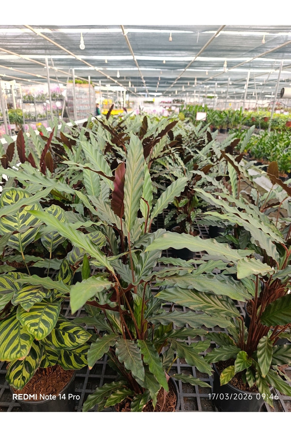Calathea Rufibarba – Dev Boy Tüylü Dua Çiçeği, İthal Özel Tür
