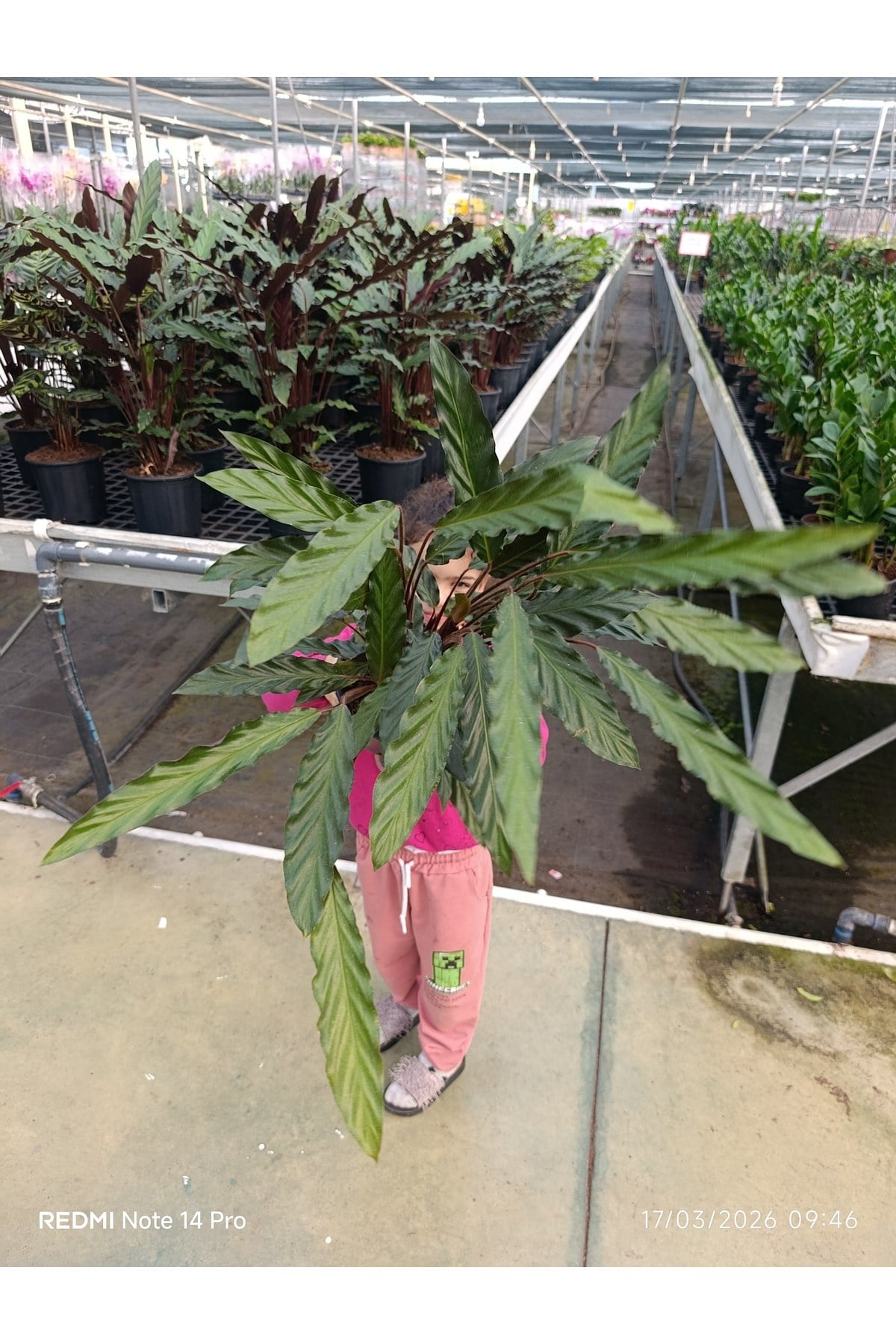 Calathea Rufibarba – Dev Boy Tüylü Dua Çiçeği, İthal Özel Tür