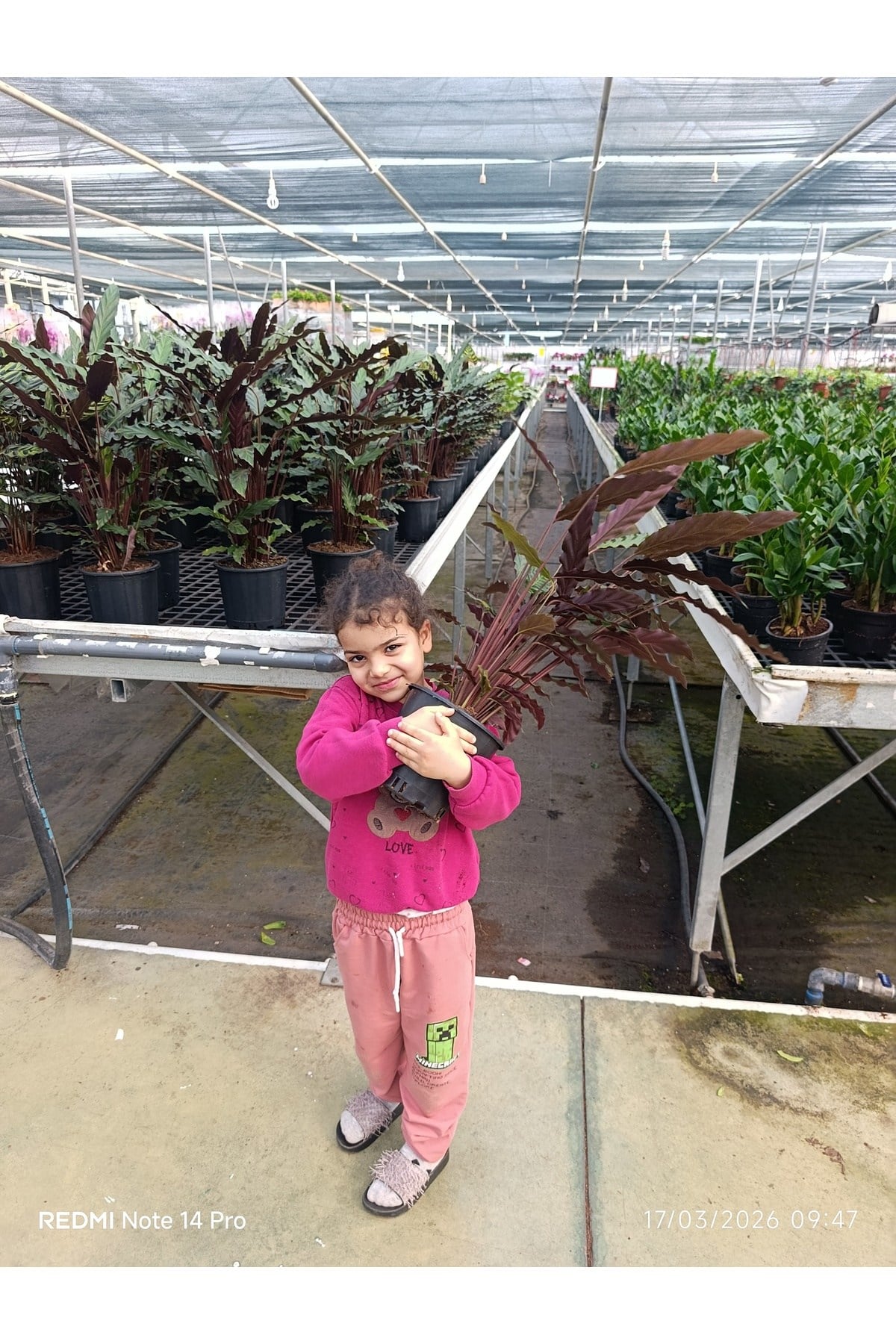 Calathea Rufibarba – Dev Boy Tüylü Dua Çiçeği, İthal Özel Tür