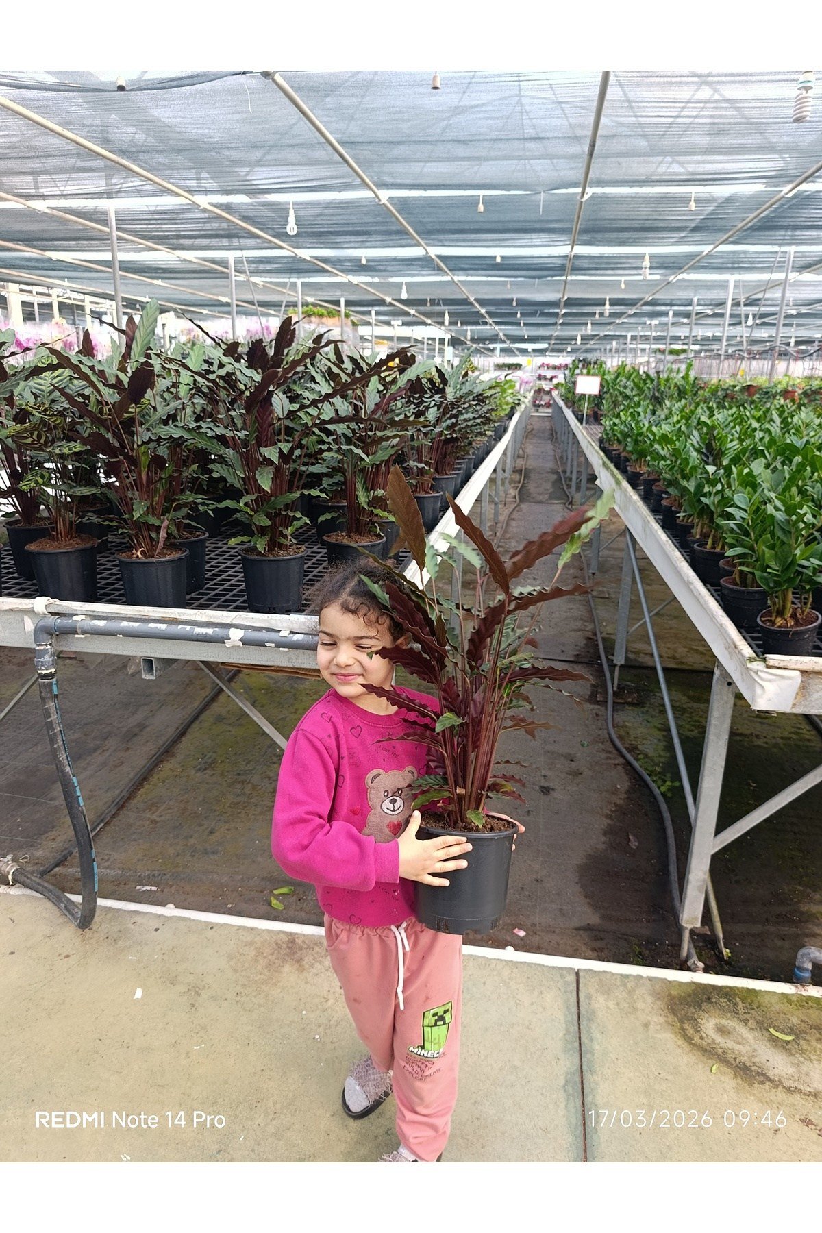 Calathea Rufibarba – Dev Boy Tüylü Dua Çiçeği, İthal Özel Tür